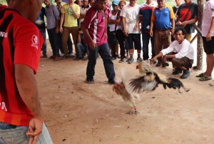 写真4： 闘鶏の試合（撮影： 市川 哲）