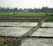 道路の向かいでは田植えの最中 Paddiy fields in Assam