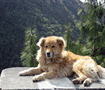 チェラプンジ　観光案内します　ホッコリ Cherapunji dog