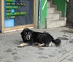 タワン　街の門の前の店番役です Tawan dog