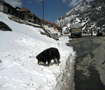 セラ峠　ここの雪は美味しいよ　パクリ Sera pass dog