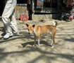 アッサムとアルナチャール・プラデシュの州境　犬か狐か？　油揚げ好き？ Border (Assam-Arnachar) dog