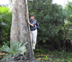 キンマの葉を採るハシゴ  Ladder for collecting betel leaf