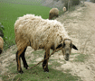 おや、珍しい　羊（カシー）のカレーはよく食べるのに姿はあんまり見ないなあ Sheep