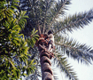 椰子の実採り　高くて怖いよー Collecting coconuts
