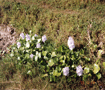 畑に取り残されたジャーマニー　乾季に花咲く Flower of water hyacinth