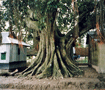 ̎_h鋐؁@Nm낤H Tree in bazar