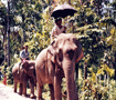 歩いてるゾー　チッタゴン Elephant in Chittagong