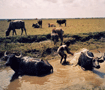 行水　水牛とは水の好きな牛 Buffalows enjoying water