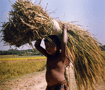 ボグラの収穫　重いよー　速く撮って Harvest in Bogra