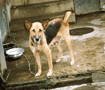 バングラ代表の犬です　情けない顔するなよ・・ Dog in Dhaka