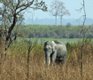 カジランガ　アジアゾウの老成した雄 Kaziranga national park 3