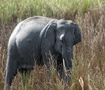カジランガ　アジアゾウの若い雄 Kaziranga national park 4