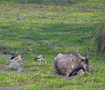 カジランガ　水牛に随伴して餌を採るコハゲコウ Kaziranga national park 6