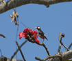 カジランガ　ゲストハウスの庭の木で蜜を吸うホジロムクドリ Kaziranga national park 7