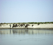 ブラマプトラ川　岸辺の水牛 Buffalows on the riverside