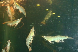 Live shrimp found in an aquarium in a restaurant in Singapore. Consumption of the shrimp cultured near the area where cholera is endemic and toxigenic strains of Vibrio choleraeis a high risk combination.