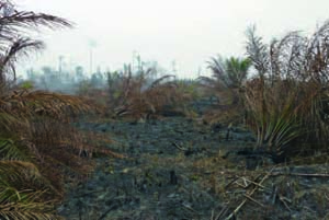 スマトラ島の泥炭火災